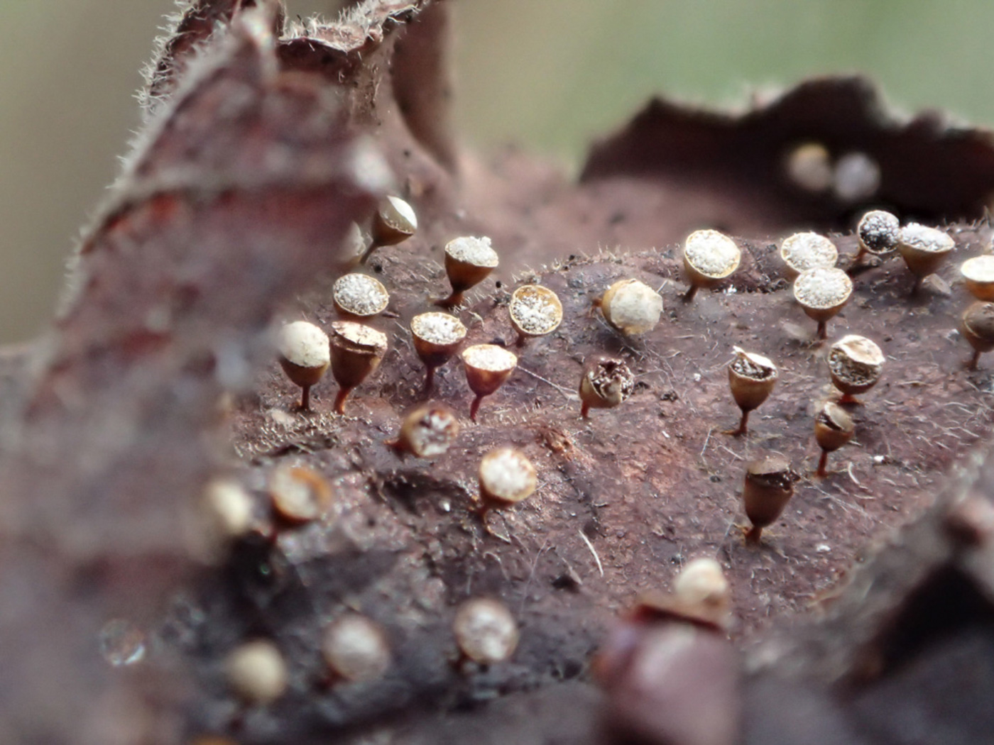 Photo © Sarah Ebdon Craterium minutum by Sarah Ebdon